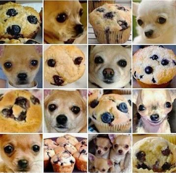 a collage of close up photographs of blueberry muffins and chihuahua faces, where each image in the collage looks very similary