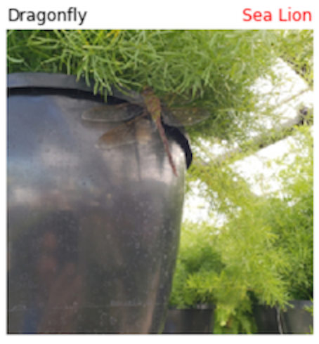 a photograph of a dragonfly on top of a gray clay pot, which is classified by a machine learning model as a photograph of a seal